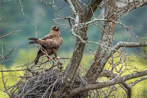 Eagle Of Wahlberg Spotted In Kruger National Park South Africa Photo