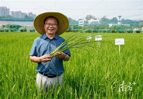 广东省农业技术推广中心研究员林青山：加强丝苗米全产业链人才培养房产资讯房天下