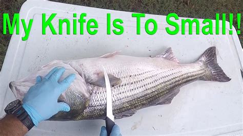 How To Fillet Big Fish YouTube