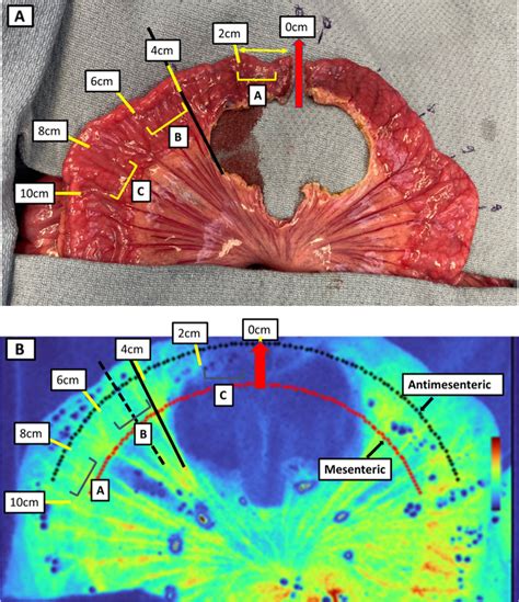 A RGB Image Of Linear Small Bowel Model Experimental Setup The Figure