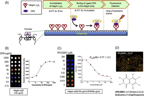 Figure From A Novel Small Molecule Ppi Inhibitor Targeting Integrin