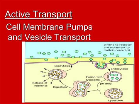 Active Transport is movement of substance against their concentration gradient.ppt