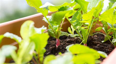 10 consejos para cultivar rábanos en macetas o contenedores