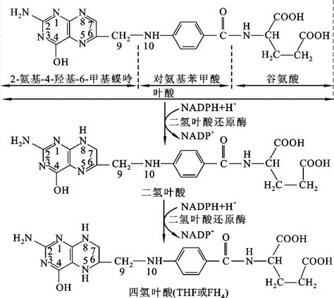 个别氨基酸代谢 生物化学 挂云帆