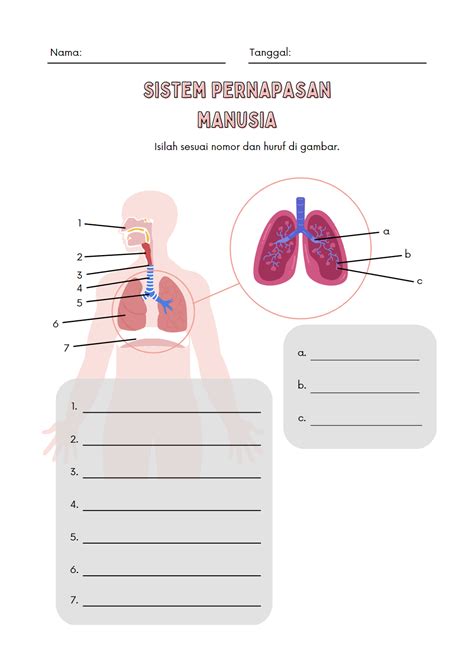 Sistem Pernapasan Manusia Artofit