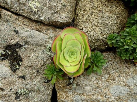 Planta Suculenta Que Crece En La Pared De Piedra Imagen De Archivo