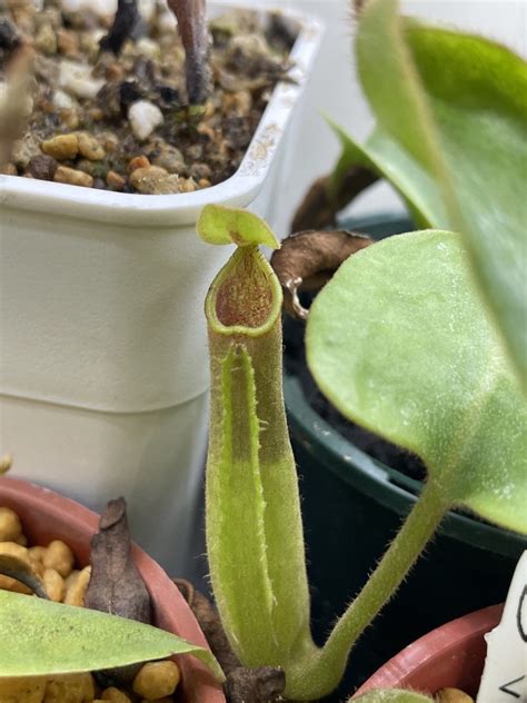 Nepenthes Truncata Torai S Garden