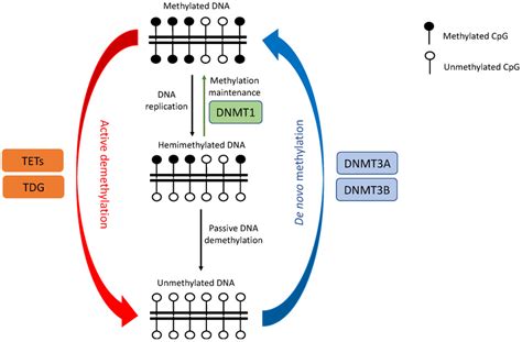 Schematic Drawing Of Dna Methylation Dynamics By Dnmts And Tets