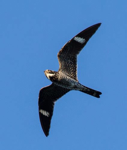 Lauras Birding Blog Nighthawk Migration