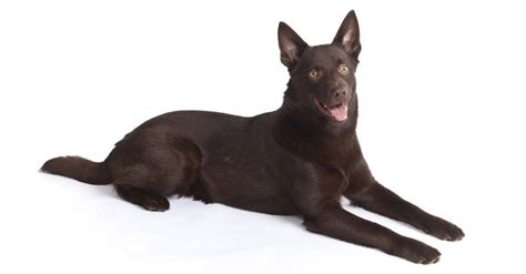 Australian Kelpie Dog Dog Breed Complete Guide | AZ Animals