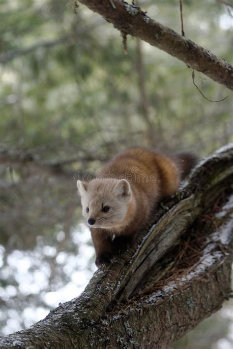 American Pine Marten stock photo. Image of tree, animal - 148094646