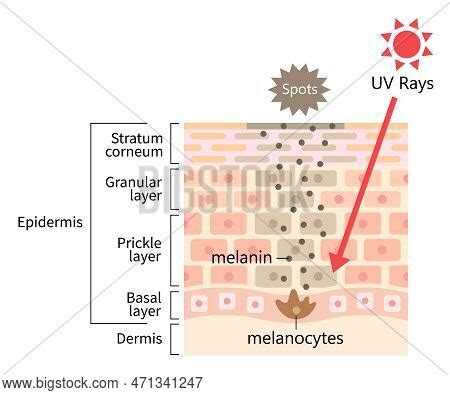 Sun's Uv Radiation Image & Photo (Free Trial) | Bigstock