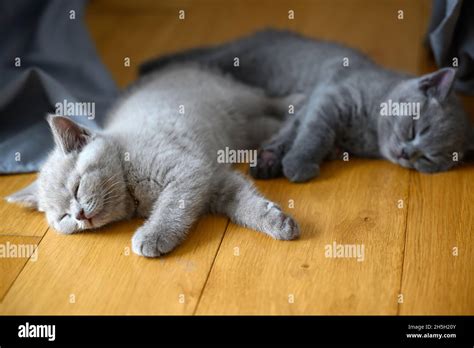 Two Kittens Are Sleeping On A Wooden Floor In A Room In The House Two