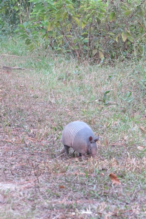 Nine Banded Armadillo From Hillsborough River State Park Thonotosassa