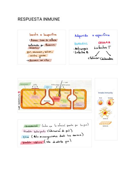 Solution Sistema Inmunol Gico Y Sistema Linf Tico Studypool