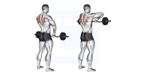 Barbell Upright Row Guide Benefits And Form