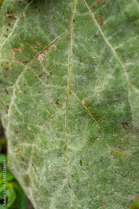 Foto De Symptoms Of Eggplant Powdery Mildew Sphaerotheca Fuliginea In