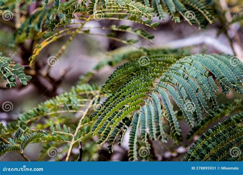 Fern Like Leaves Of Paraserianthes Also Known As Plume Albizia Or