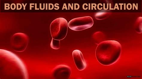 [PPT] Body Fluids and Circulation Class 11 Notes - Rajus Biology