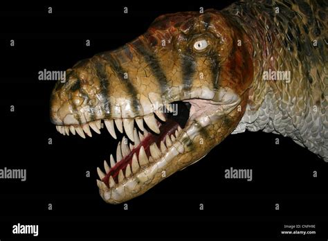 T Rex Immagini E Fotografie Stock Ad Alta Risoluzione Alamy