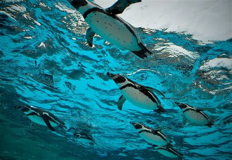 Penguins. | Pengy | Pinterest