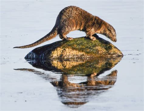 Wednesday wildlife – seal and otter – The Ness of Brodgar Excavation