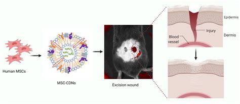 Nanovesicles From Cells For Biomedical Applications