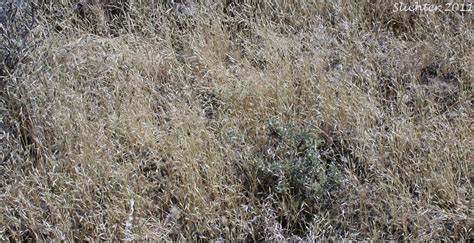 North Africa Grass Ventenata Voodoo Grass Ventenata Dubia Synonyms Avena Dubia Ventenata