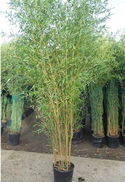 Natural Phyllostachys Aurea Golden Bamboo Plants For Garden 15 Feet