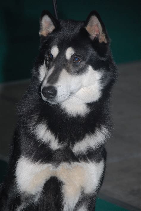 White ahd black East Siberian Laika dog photo and wallpaper. Beautiful ...