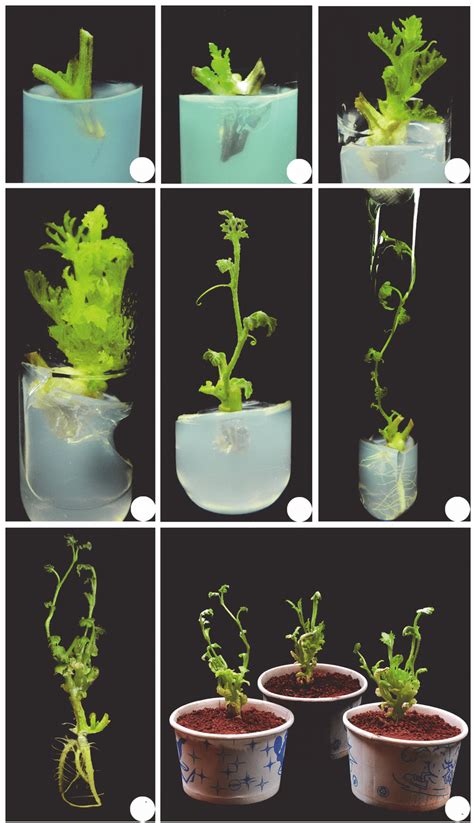 Plant Regeneration From Mature Nodal Explant Of Citrullus Colocynthis Download Scientific