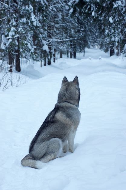 Husky De Raza De Perro Gris Sentado En Un Sendero En Un Parque Cubierto