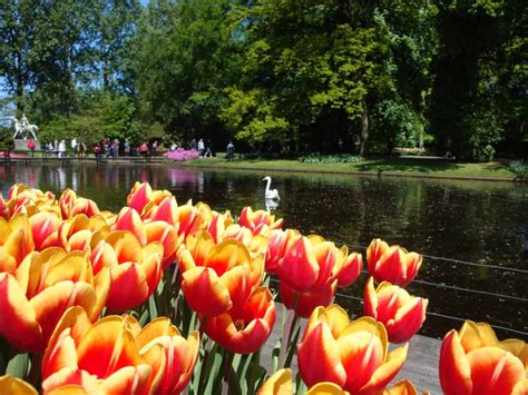 The Beautiful Keukenhof Tulip Garden