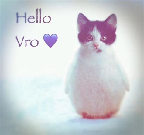 Hello Vro In Silly Photos Silly Cats Funny Bunnies