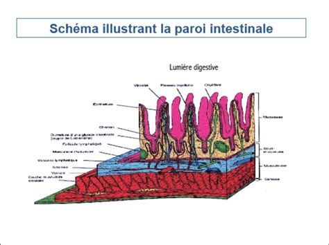 Schéma illustrant la structure histologique de l intestin Les surfaces