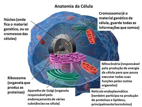 Teoria Celular Biologia A Ci Ncia Da Vida