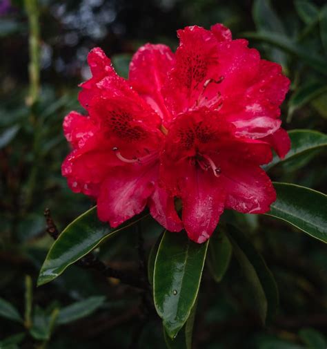 Close-up of a Pink Rhododendron Flower · Free Stock Photo