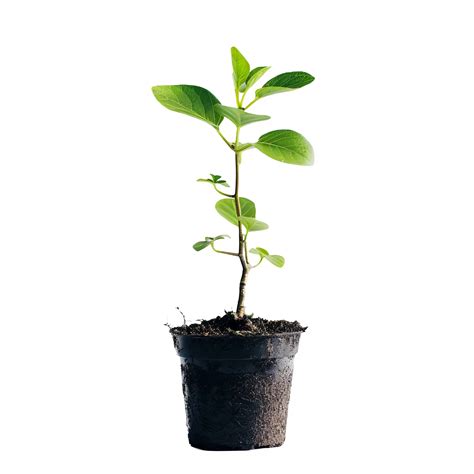 small plant transparent background 48113523 PNG