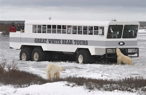 Witness the Wonder of Polar Bears in Churchill | Travel