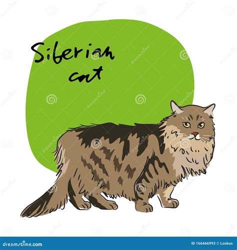 Siberian Cat Vector Illustration Stock Vector Illustration Of