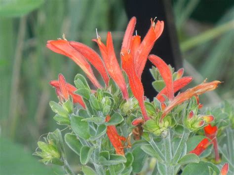 Hummingbird Plant Care - How To Grow Dicliptera Hummingbird Plant ...