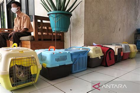 Pemkot Jakbar Tekan Populasi Kucing Melalui Operasi Sterilisasi