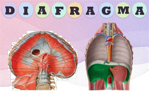 Anatomía del Diafragma medicina uDocz