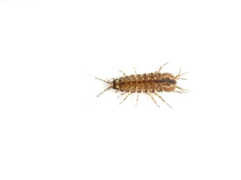 Isopod Stock Photos, Pictures & Royalty-Free Images - iStock 