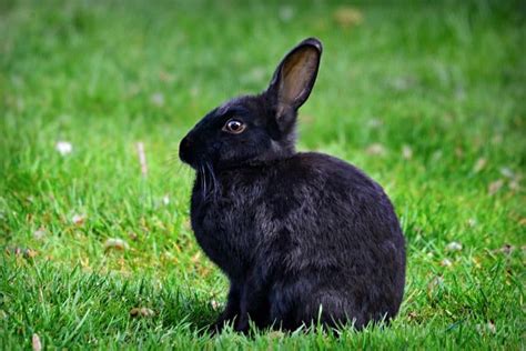 Rabbit Farming Rearing A Complete Project Guide Agri Farming