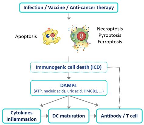 Viruses Free Full Text Role Of Damage Associated Molecular Pattern