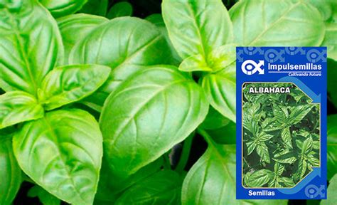 Albahaca Grande Verde IMPULSEMILLAS