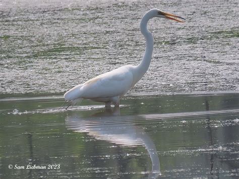 Great Egret Grand Aigrette Ardea Alba Sharpenai S Flickr