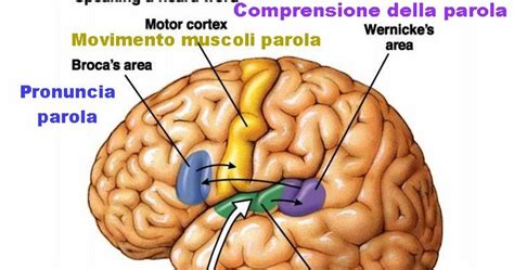 Didattica E Cervello DISLESSIA E COMUNICAZIONE CEREBRALE