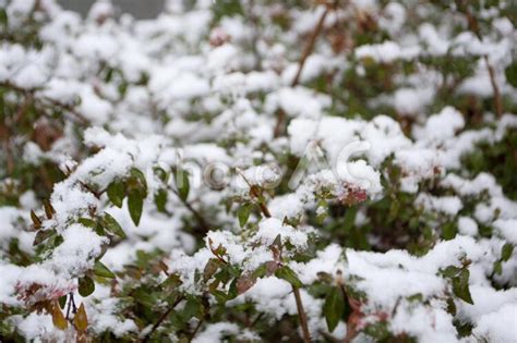 葉に積もった雪 No 4422671｜写真素材なら「写真ac」無料（フリー）ダウンロードok